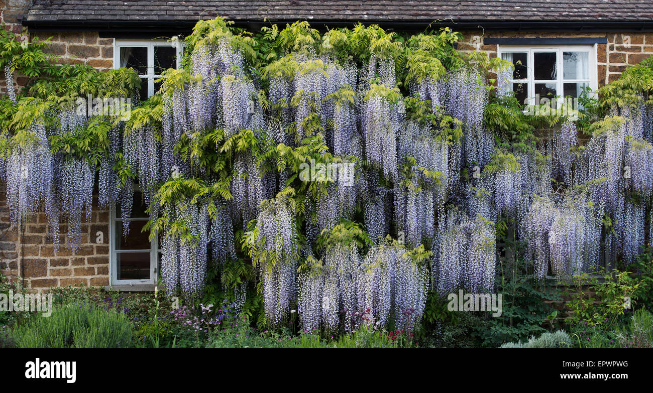 Cottage coperto di Wisteria floribunda fiori in Adderbury, Oxfordshire Inghilterra Foto Stock