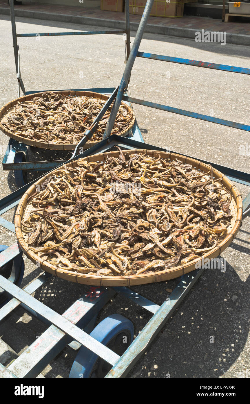dh Ko Shing Street SHEUNG WAN HONG KONG cavallucci marini secchi asciugando il lato dei vassoi di bambù del cavalluccio marino di strada Foto Stock