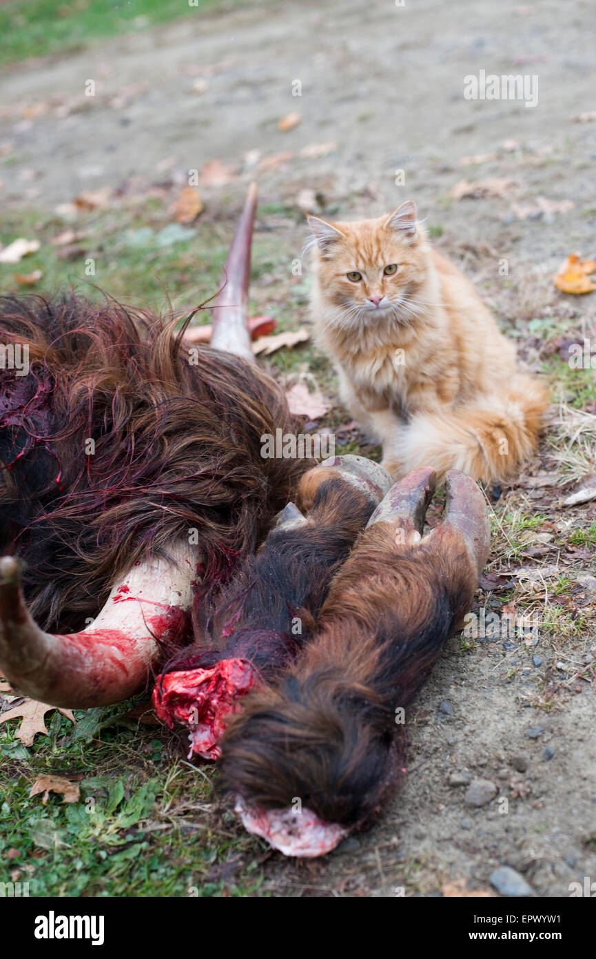 Agricoltore biologico il gatto di casa si affaccia su resti di localmente sollevate e raccolte Scottish Highland beef cow Foto Stock