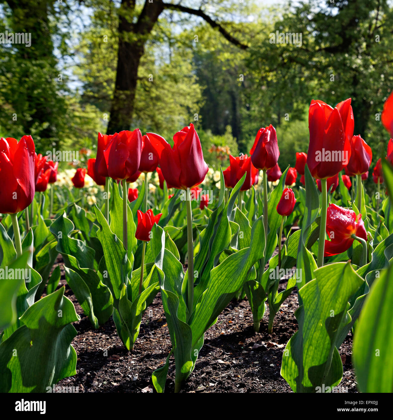 Red Tulip fiori da giardino (Trionfo Tulpe Frisco) Foto Stock