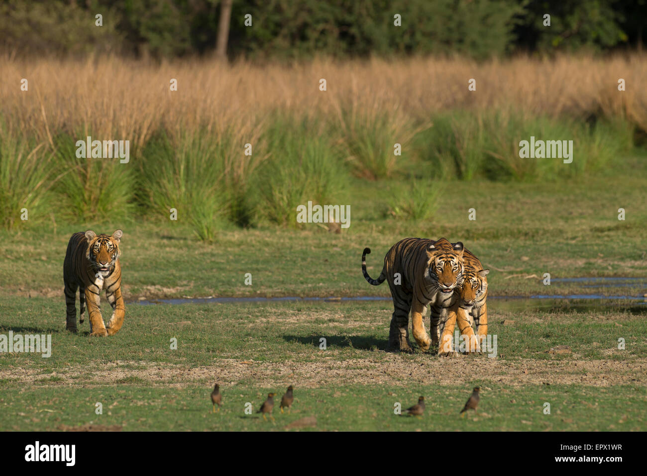 Tigre T19 o Krishna camminando con il suo cucciolo femmina dal lago Rajbagh in Ranthambhore Riserva della Tigre, Rajasthan, India. Foto Stock