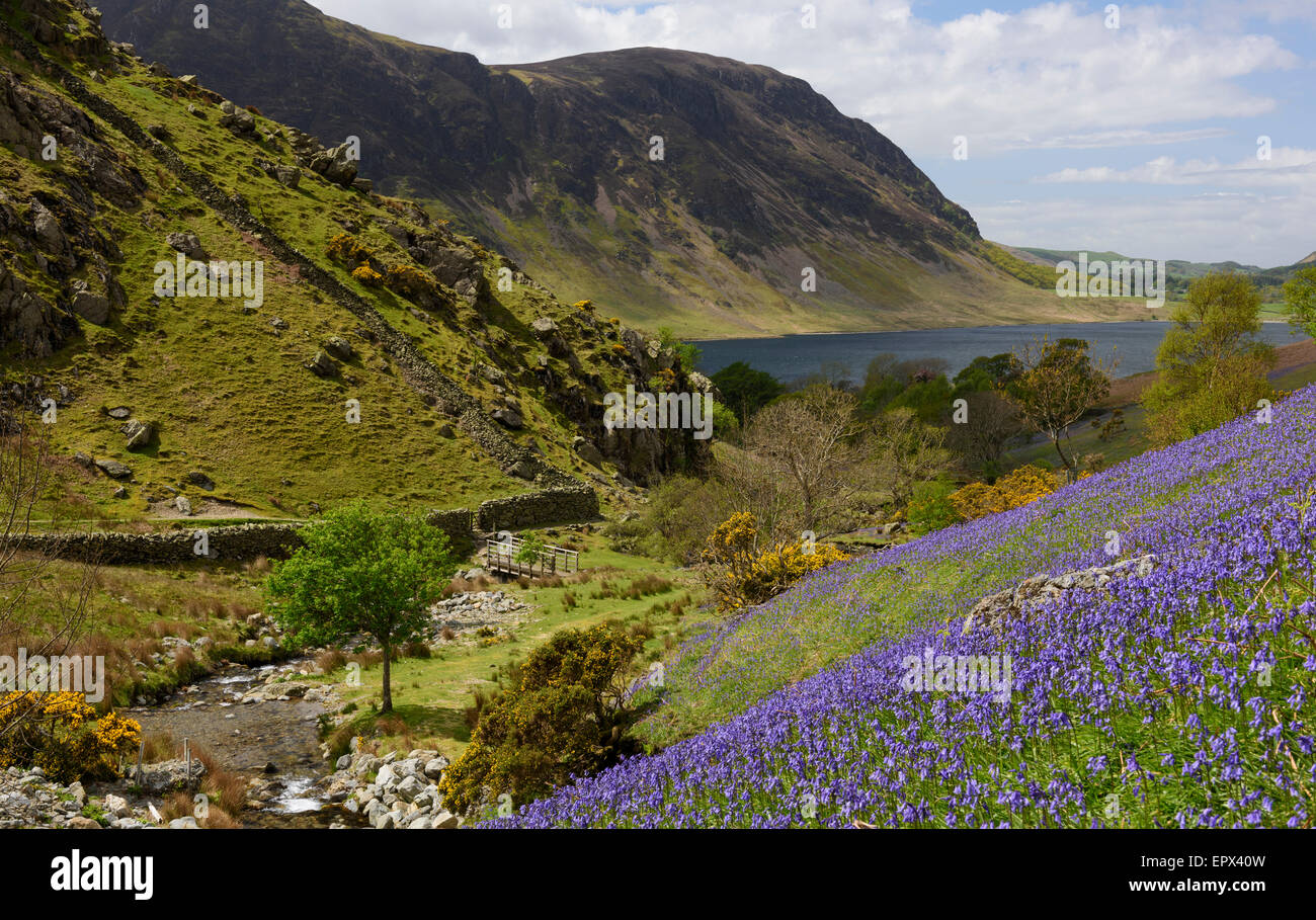 Rannerdale, Cumbria in bluebell stagione Foto Stock