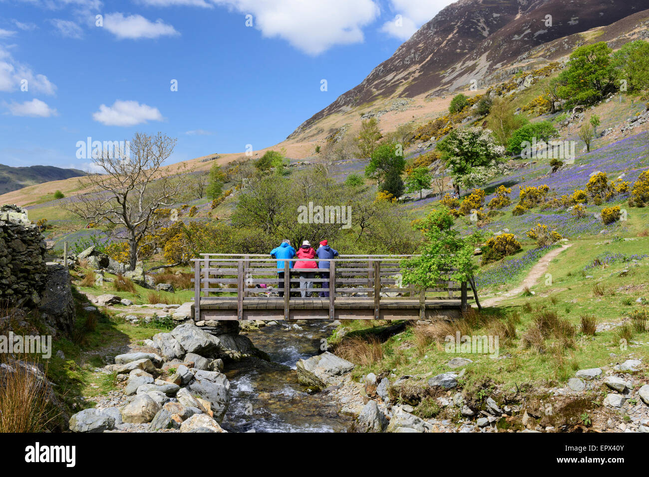 Rannerdale, Cumbria in bluebell stagione Foto Stock