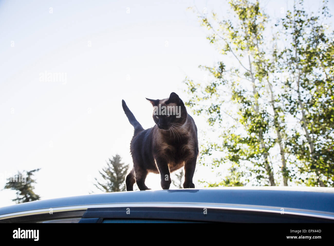 Gatto sul tetto della vettura Foto Stock