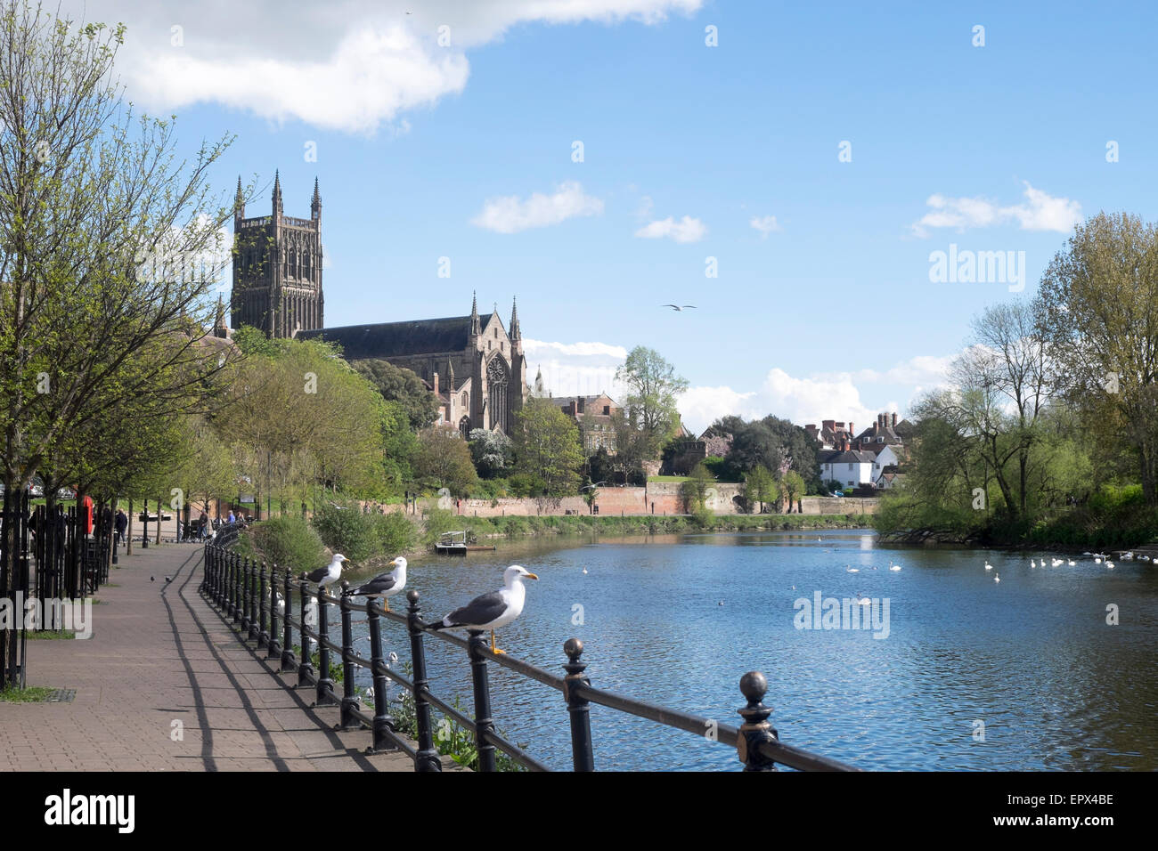 Gabbiani seduti sulle ringhiere lungo il fiume Severn a Worcester, con la cattedrale di Worcester in background Foto Stock