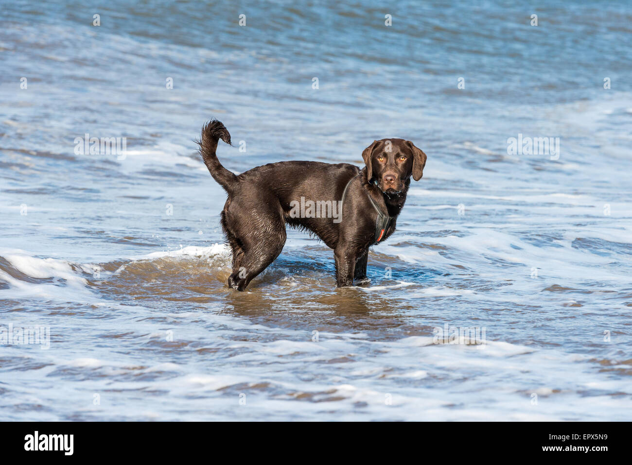 Il cioccolato Labrador in mare sulla spiaggia di Sandsend Beach, Whitby, North Yorkshire, Regno Unito Foto Stock