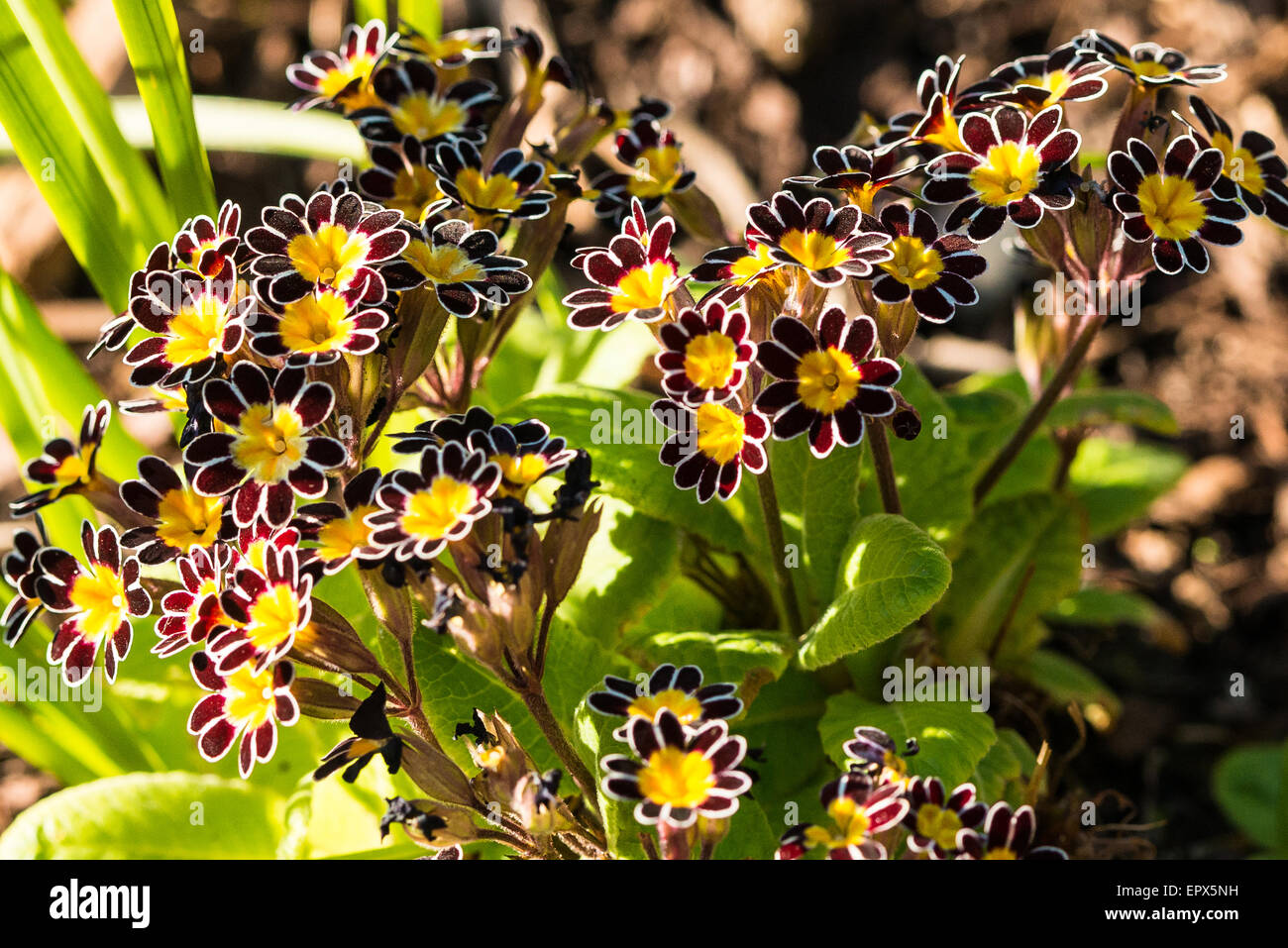 Primula Elatior Oro lacciato scuro rosso osslip fiore in primavera il sole Foto Stock