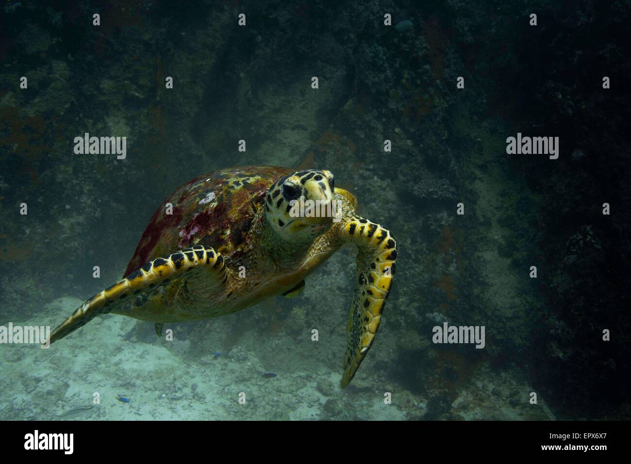 Hawksbill Mare tartaruga (Eretmochelys imbricata) nuoto. Seychelles Foto Stock