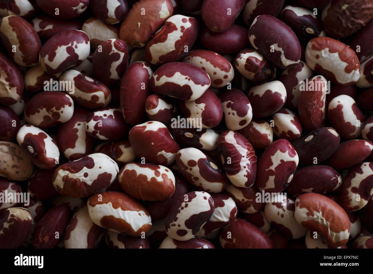 Fagioli di Anasazi Foto Stock