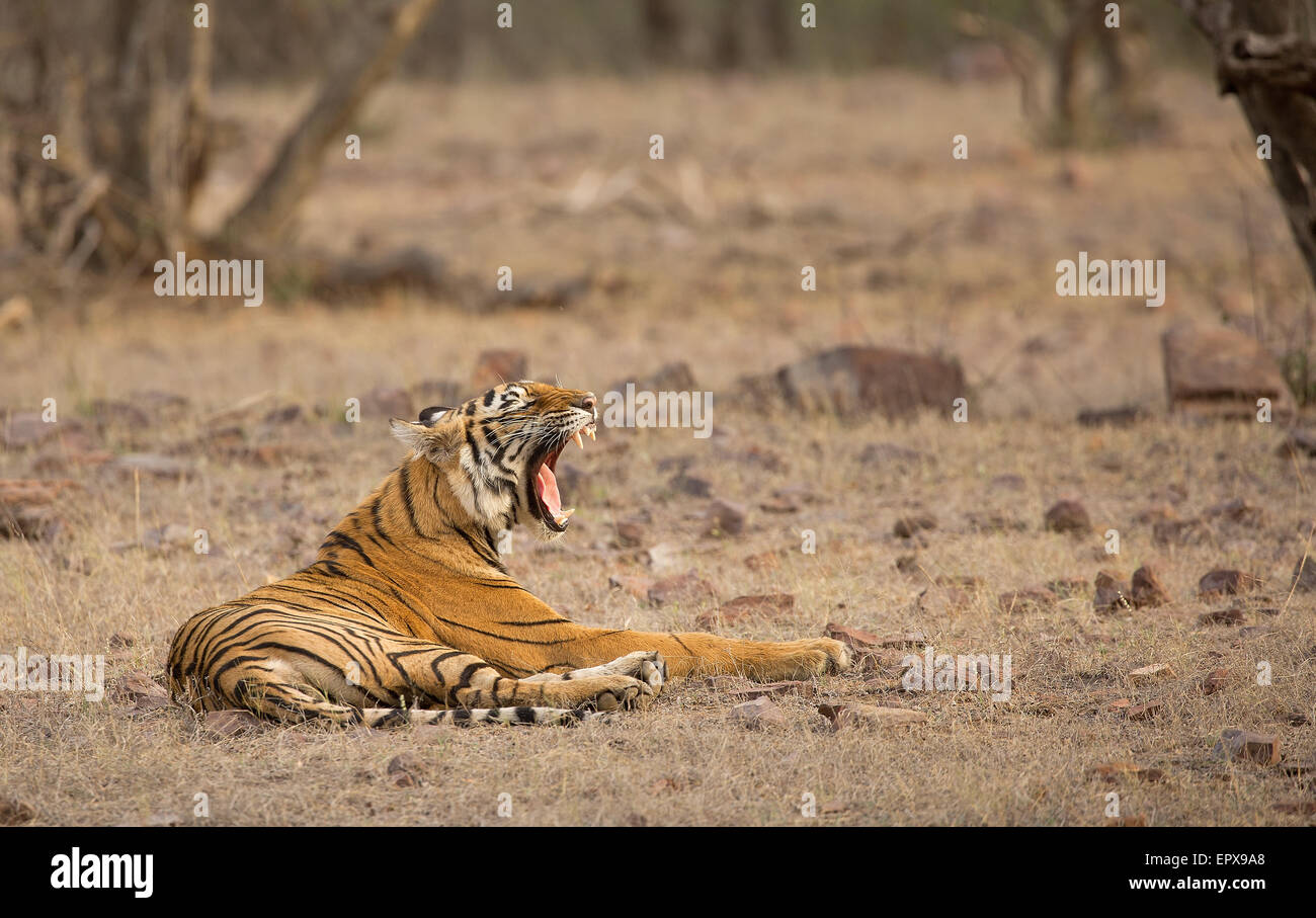 Una tigre sbadigli dopo un breve pisolino Foto Stock
