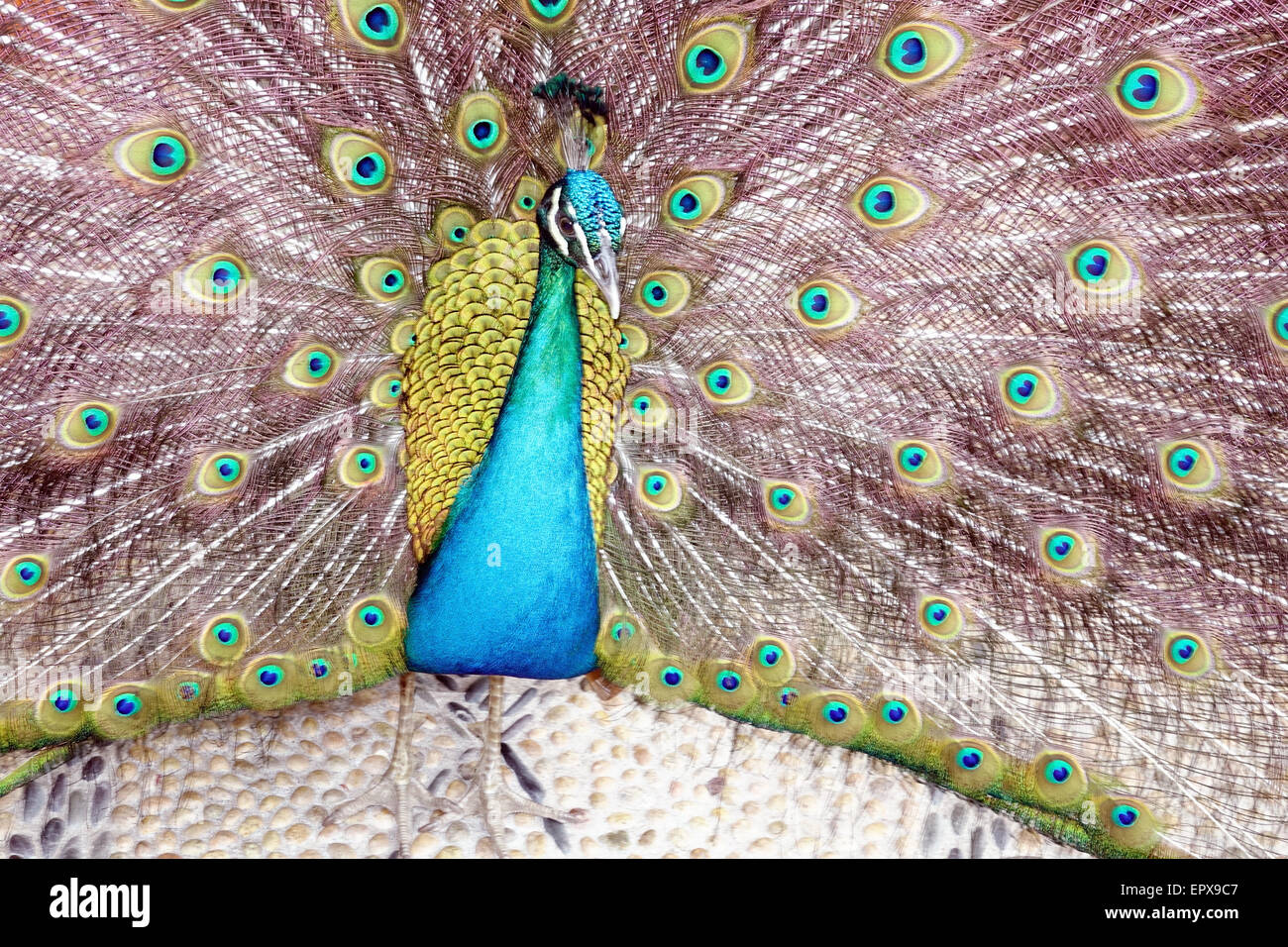 Pavone maschio diffondendo le ali e mostrando le piume, Pavo cristatus Foto Stock