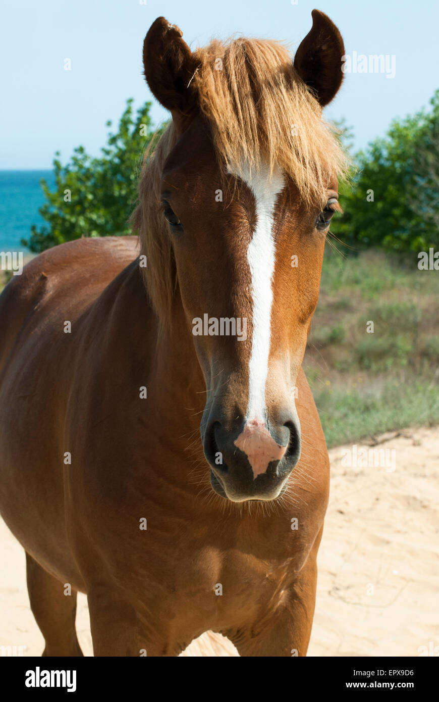 Il Sorrel horse guardando la fotocamera Foto Stock