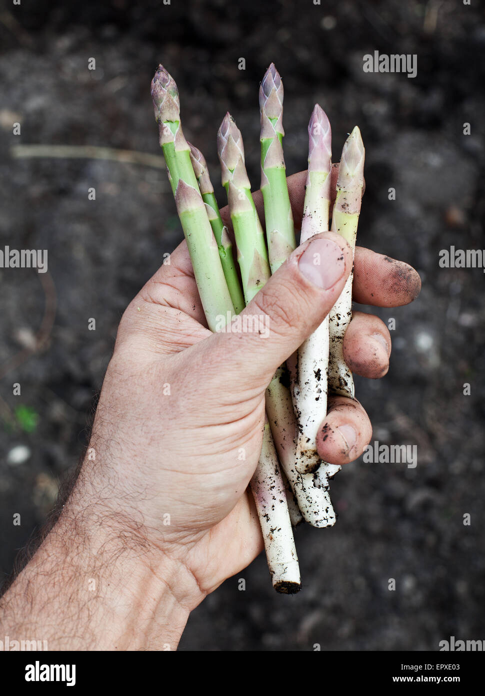 I turioni degli asparagi in mano d'uomo. Foto Stock