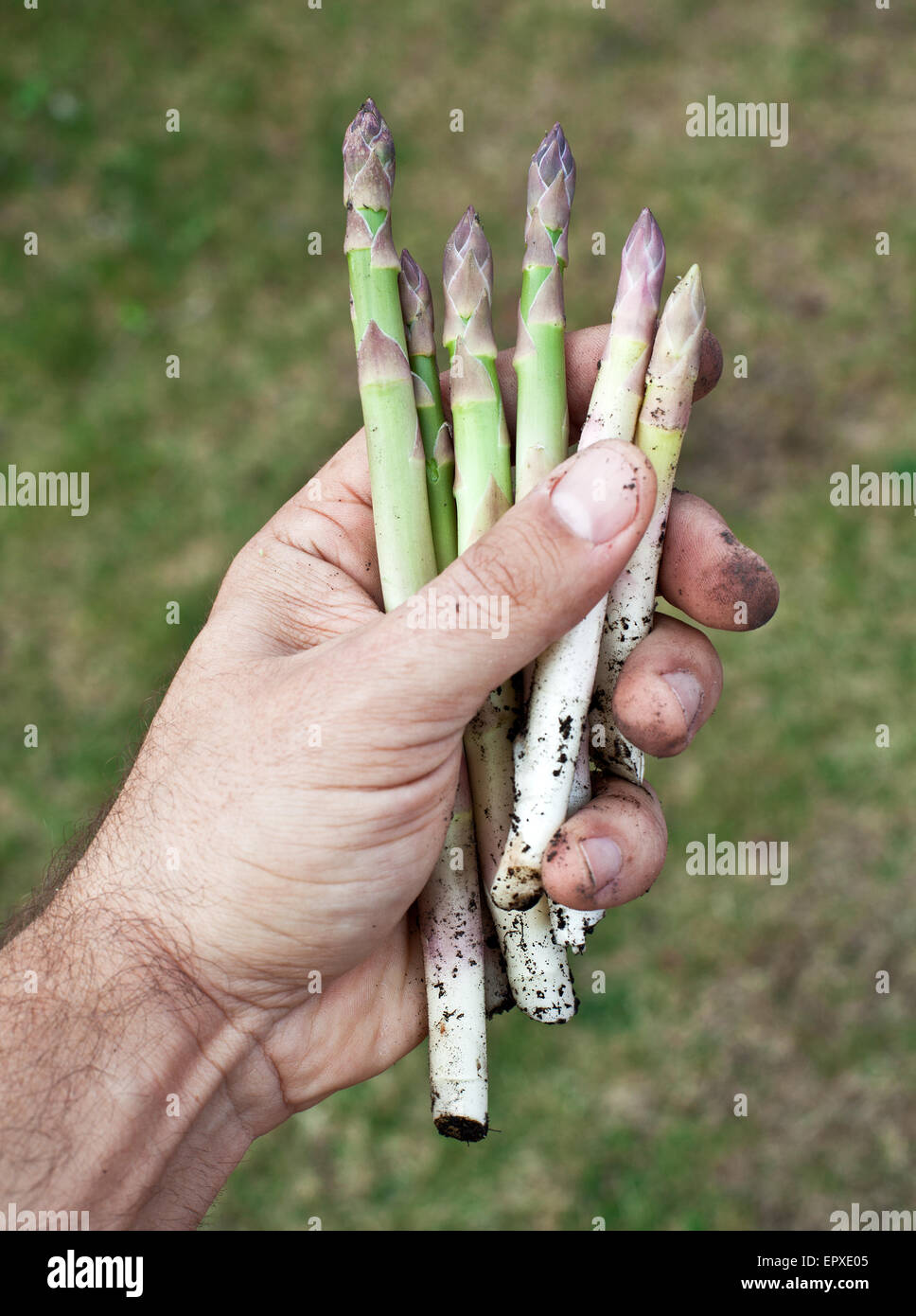 I turioni degli asparagi in mano d'uomo. Foto Stock