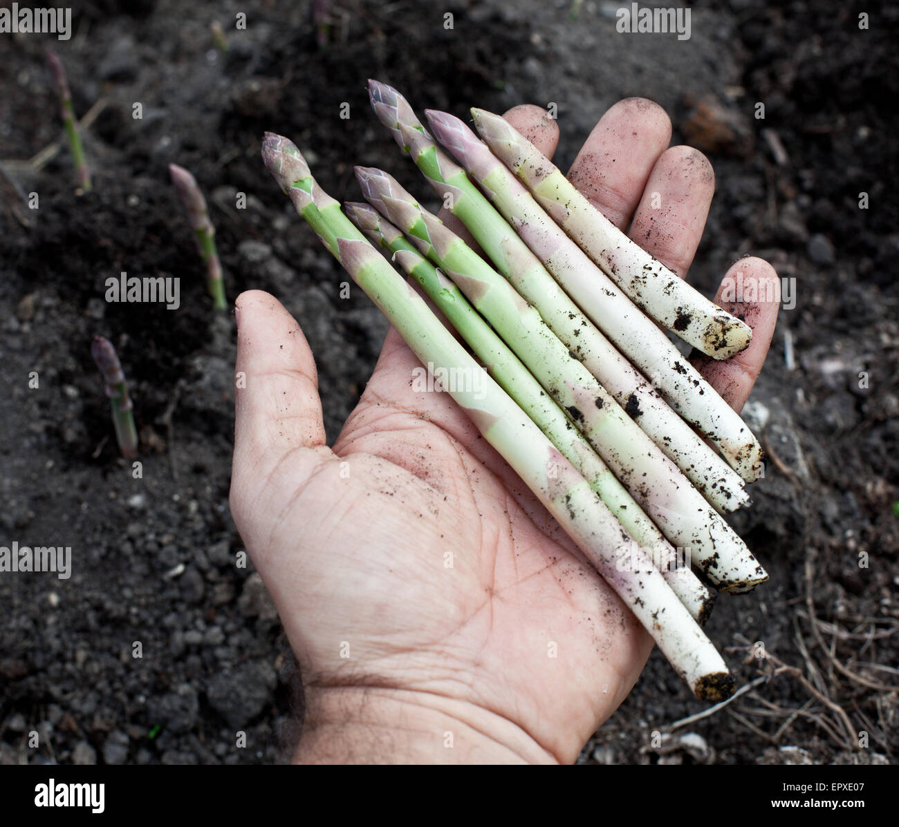 I turioni degli asparagi in mano d'uomo. Foto Stock
