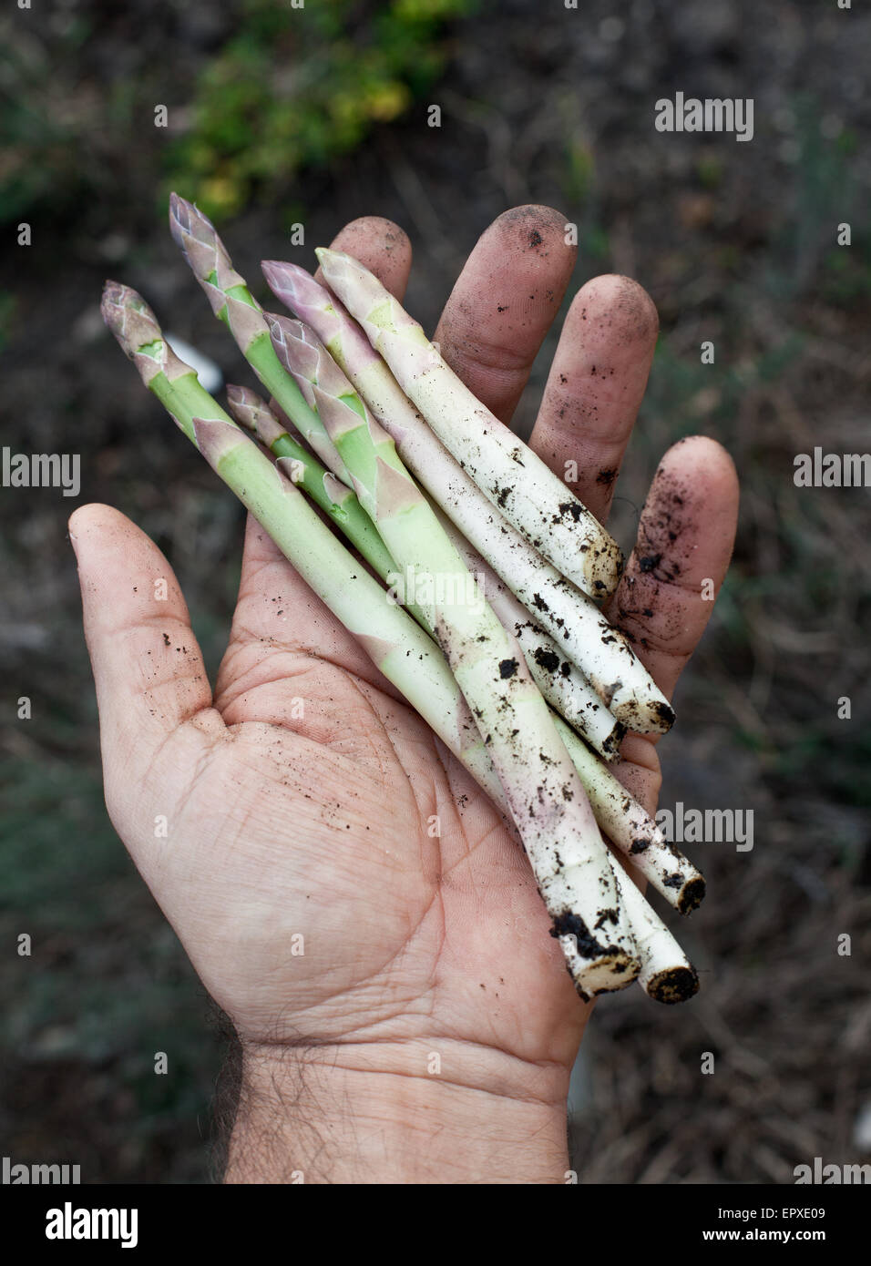 I turioni degli asparagi in mano d'uomo. Foto Stock