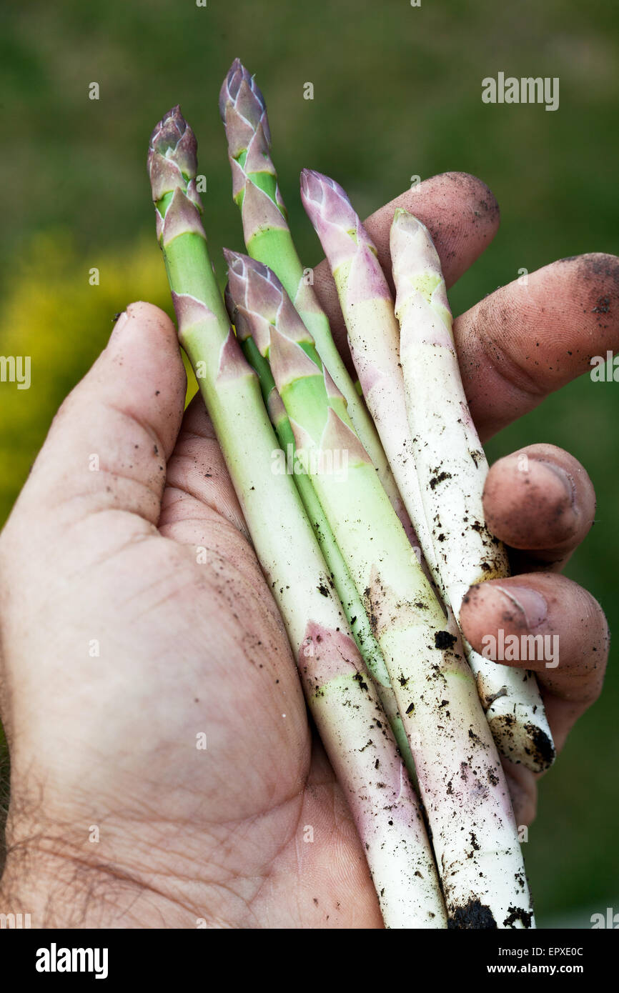 I turioni degli asparagi in mano d'uomo. Foto Stock