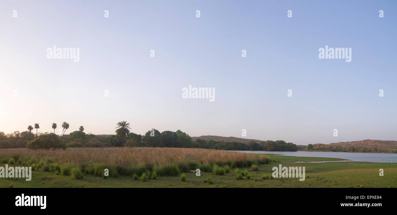 Ampio angolo di panorama del maschio dominante tiger 'star' o T28 che dorme nella zona Rajbagh di Ranthambhore Riserva della Tigre, India. Foto Stock