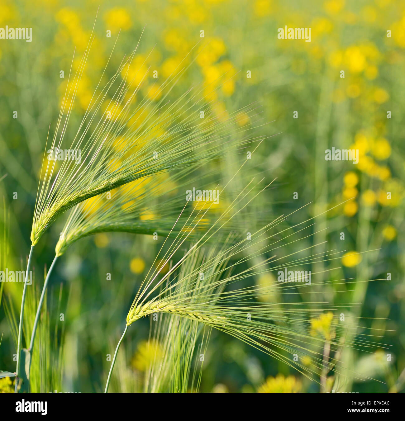 Grano verde campo in primavera tempo Foto Stock