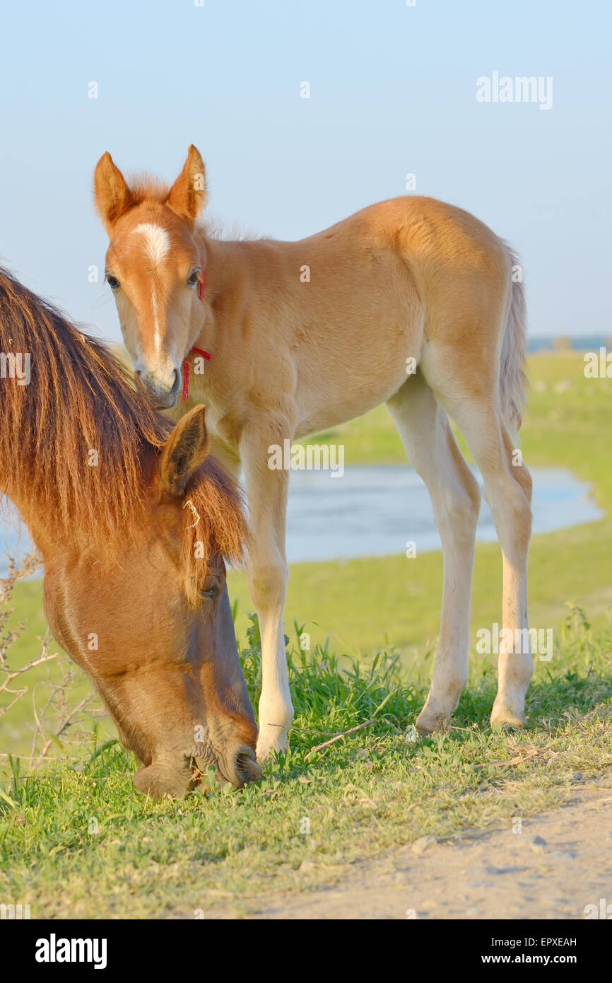 Cavallo e il suo puledro in un campo Verde di erba Foto Stock