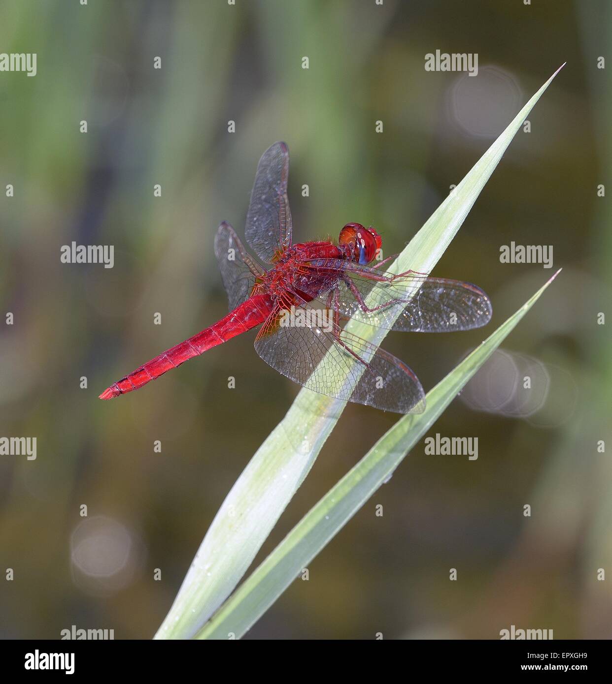 Libellula Crocothemis erythraea (maschio) Foto Stock
