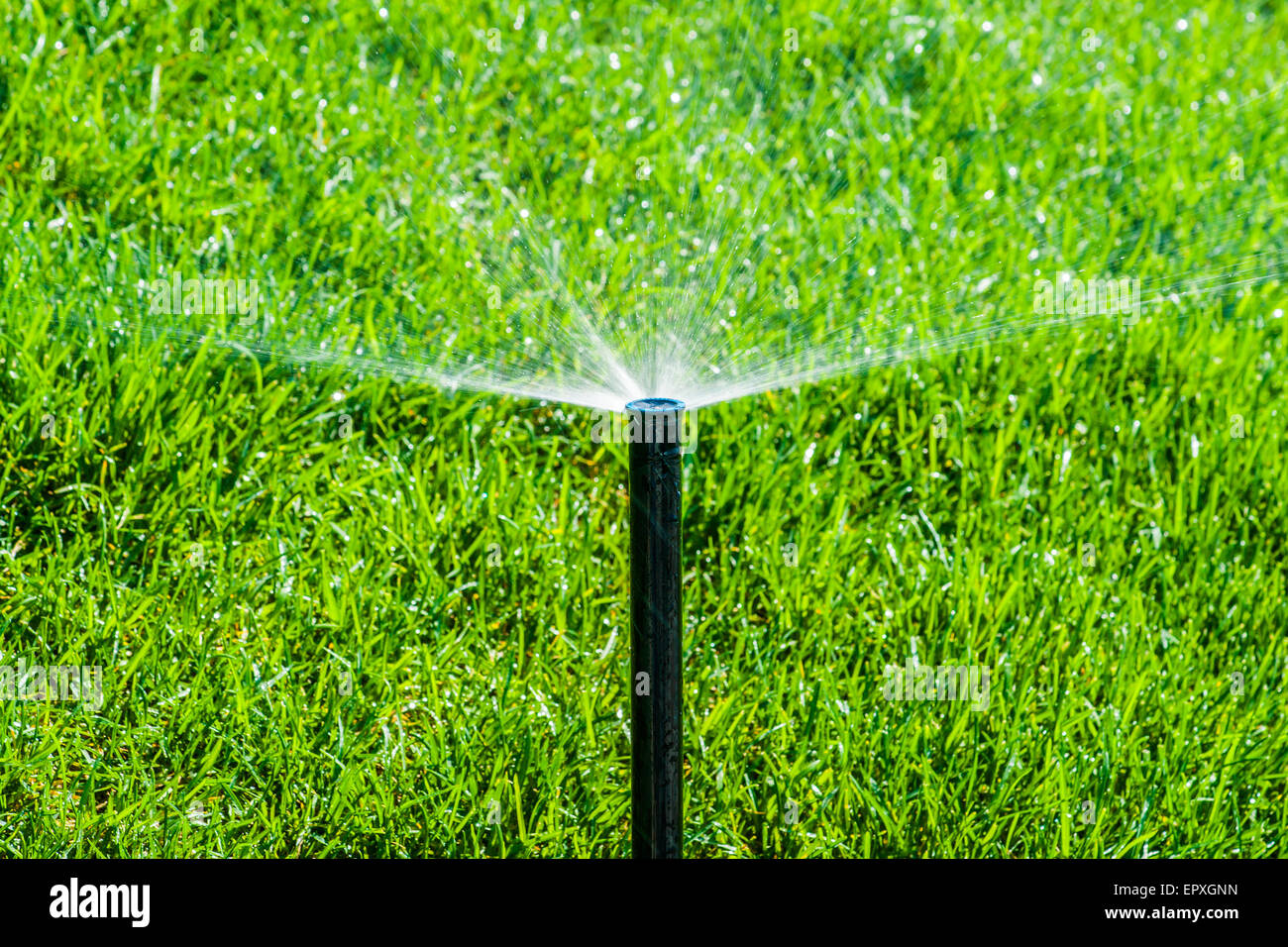 Per irrigare il prato. Getti di acqua spruzzata automaticamente da una piccola verticale di tubo di metallo con acqua il prato del parco pubblico. Foto Stock