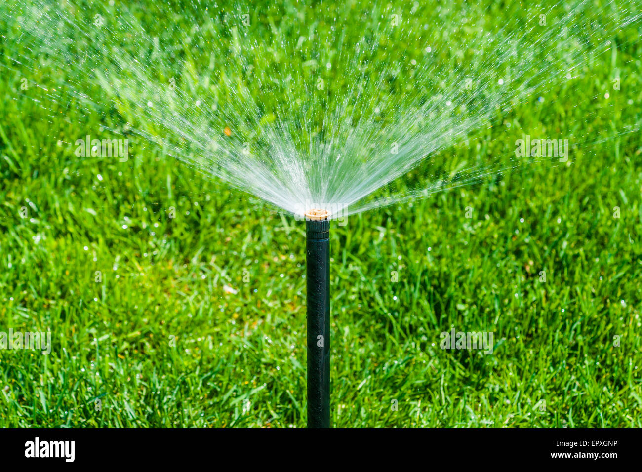 Per irrigare il prato. Getti di acqua spruzzata automaticamente da una piccola verticale di tubo di metallo con acqua il prato del parco pubblico. Foto Stock