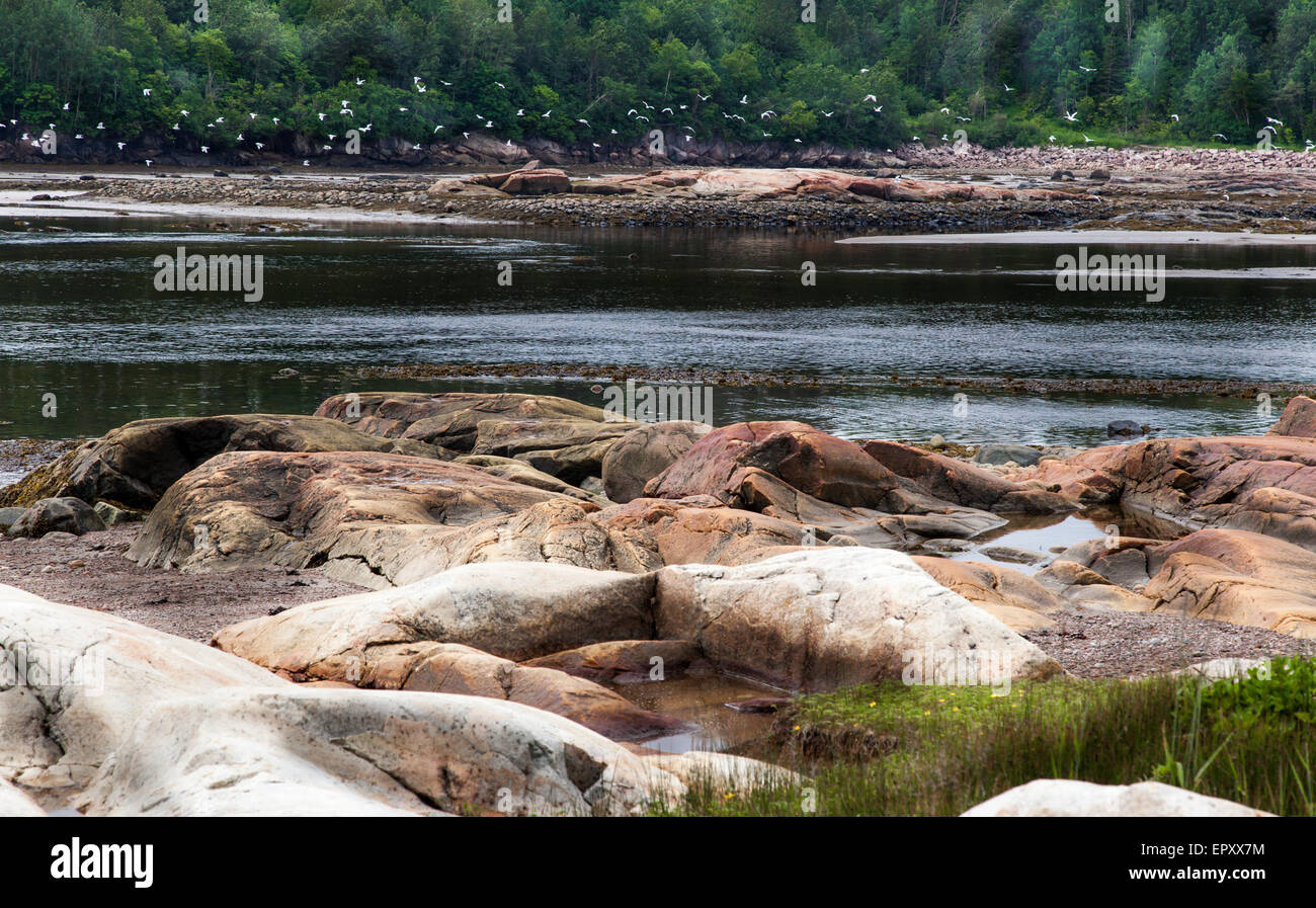 Stormo di uccelli che vola su un fiume, Quebec, Canada Foto Stock