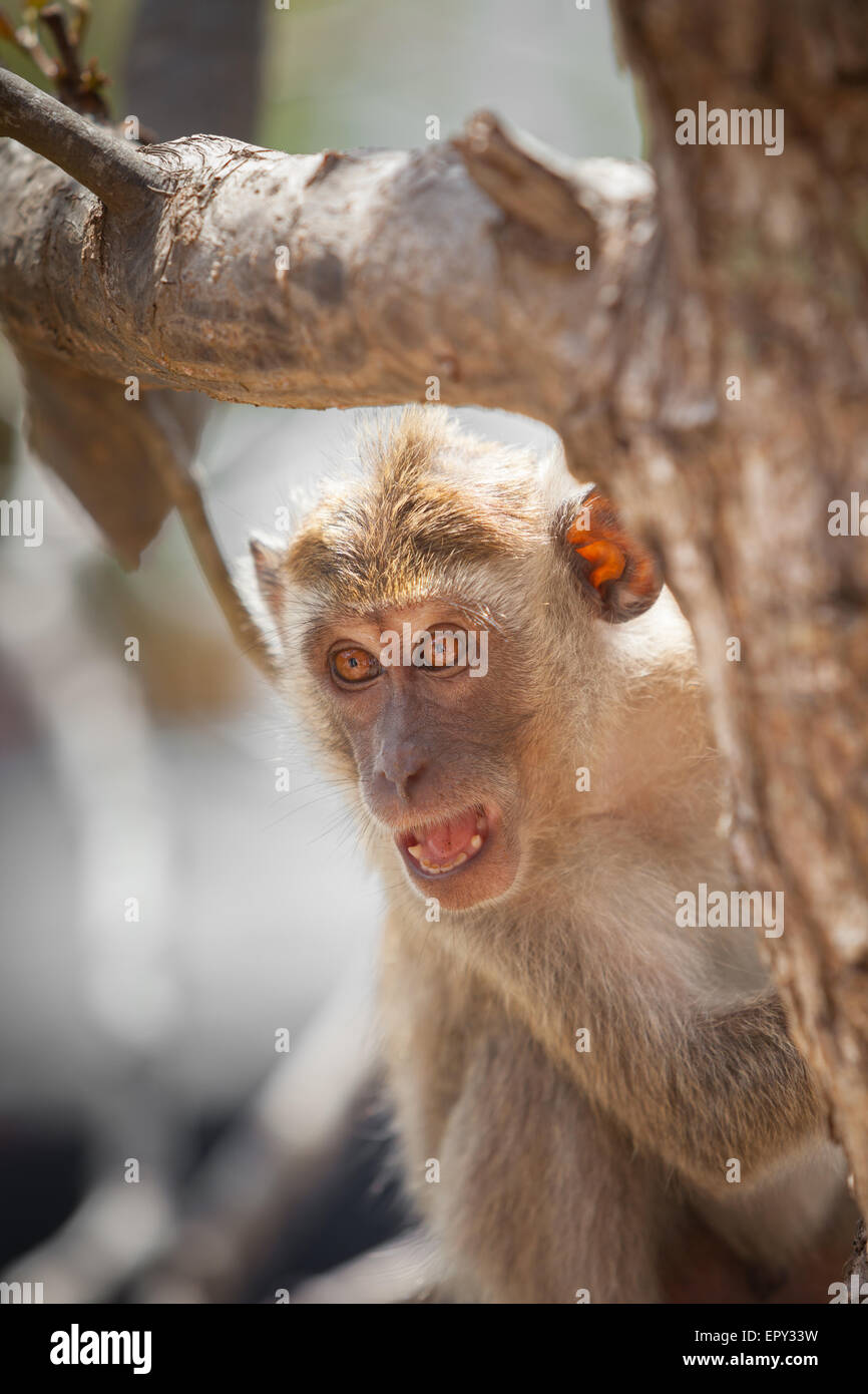 Un macaco a coda lunga (Macaca fascicularis, macaco che mangia granchi) su un albero di mangrovie a Loh Buaya, isola di Rinca, Parco Nazionale di Komodo, Indonesia. Foto Stock