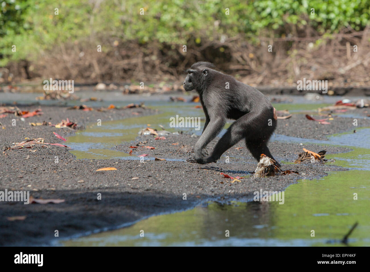 Un macaco crestato di Sulawesi (Macaca nigra) cammina bipedalmente mentre si trova su un torrente vicino a una spiaggia nella foresta di Tangkoko, Sulawesi settentrionale, Indonesia. Foto Stock