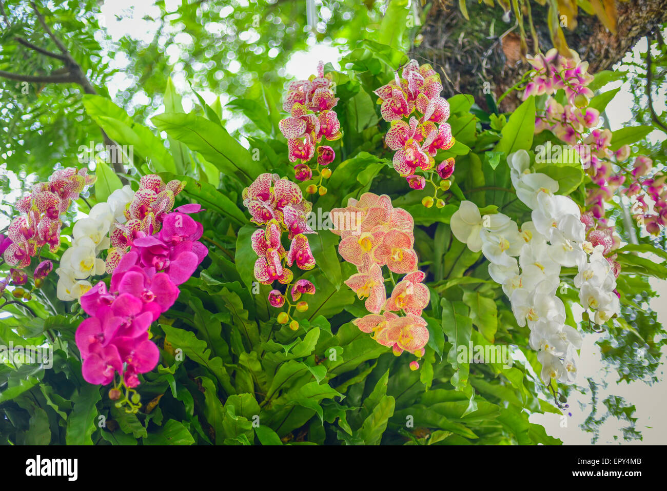Varietà di orchidee. Foto Stock