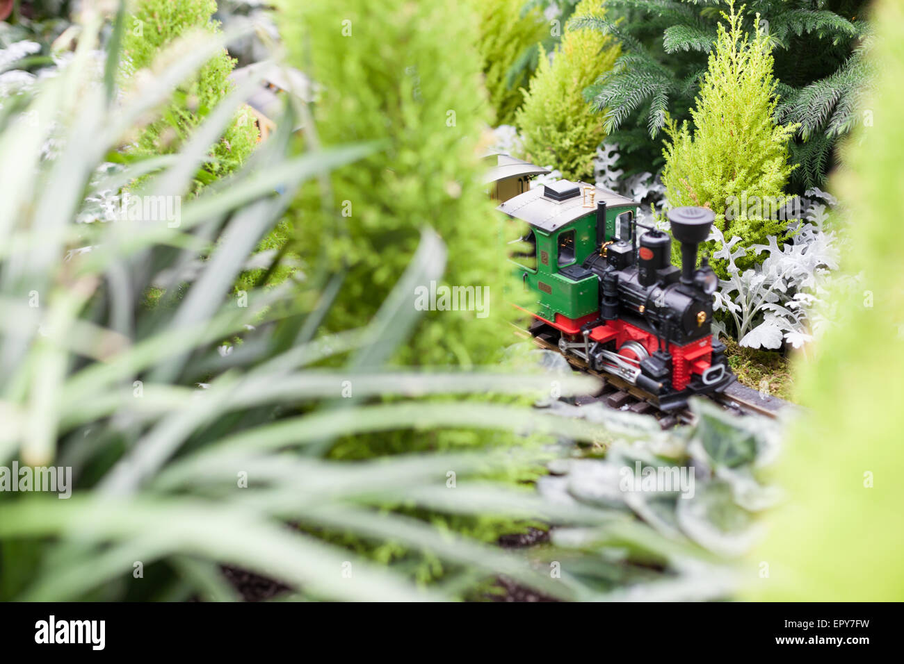 Toy Train circondato da conservatorio Natale verde di piante ad Allan Gardens, Toronto, Ontario, Canadacolor immagine, Canon 5DmkII Foto Stock