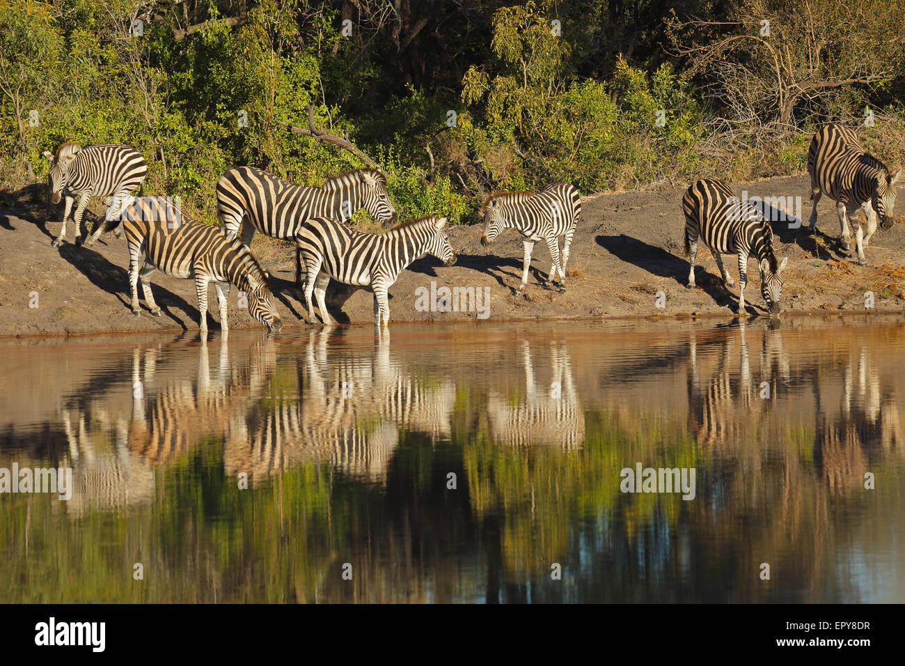 Le pianure zebre (Equus burchelli) acqua potabile, Sabie-Sand riserva naturale, Sud Africa Foto Stock