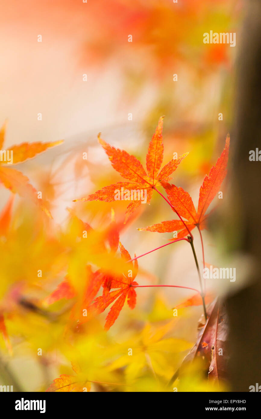 Foglie rosse in autunno per il Giappone Foto Stock