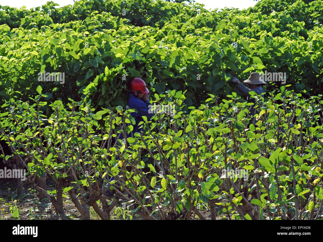 Huzhou, cinese della Provincia di Zhejiang. 23 Maggio, 2015. Gli agricoltori pick foglie di gelso per alimentare i bachi da seta a Zhujiadou Village di Huzhou, est della Cina di Provincia dello Zhejiang, 23 maggio 2015. Huzhou è un grosso bozzolo area produttrice della Cina che si prevede per la raccolta di circa 5.400 tonnellate di bozzoli di primavera di quest'anno. © Tan Jin/Xinhua/Alamy Live News Foto Stock