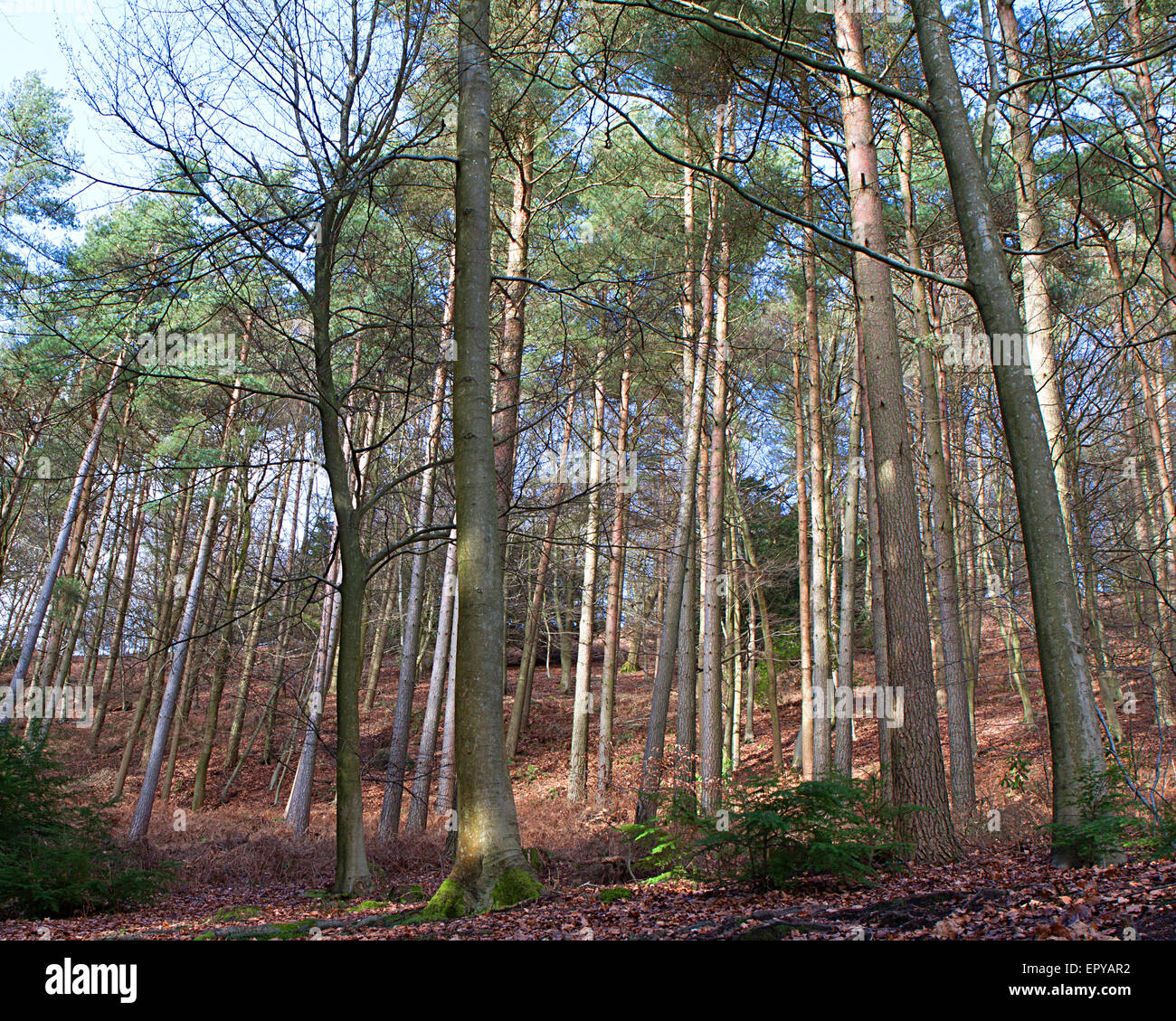 Foresta di alberi di alto fusto in Leith Hill Foto Stock
