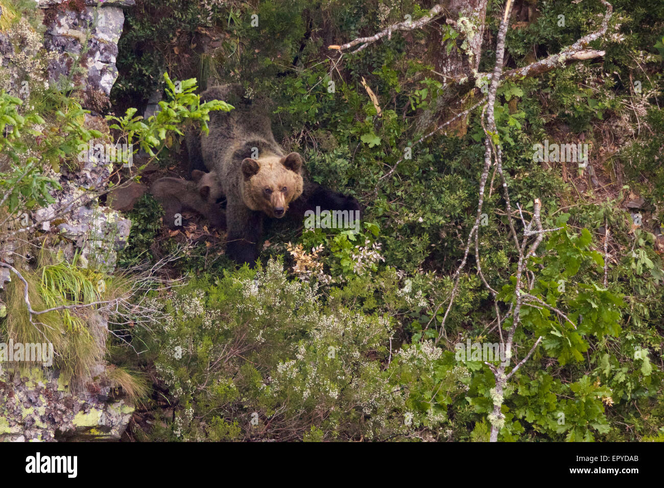 Una madre bear allattava il Cub, all'ingresso della sua den, in un vicino-zona inaccessibile nei Monti cantabrici in Spagna. Foto Stock