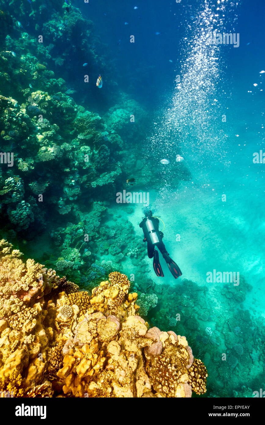 Marsa Alam Reef, singolo subacqueo in immersione subacquea, Mar Rosso, Egitto Foto Stock