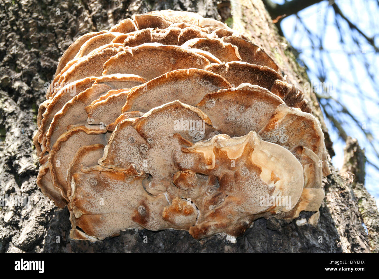 Tree funghi che crescono su una corteccia Foto Stock