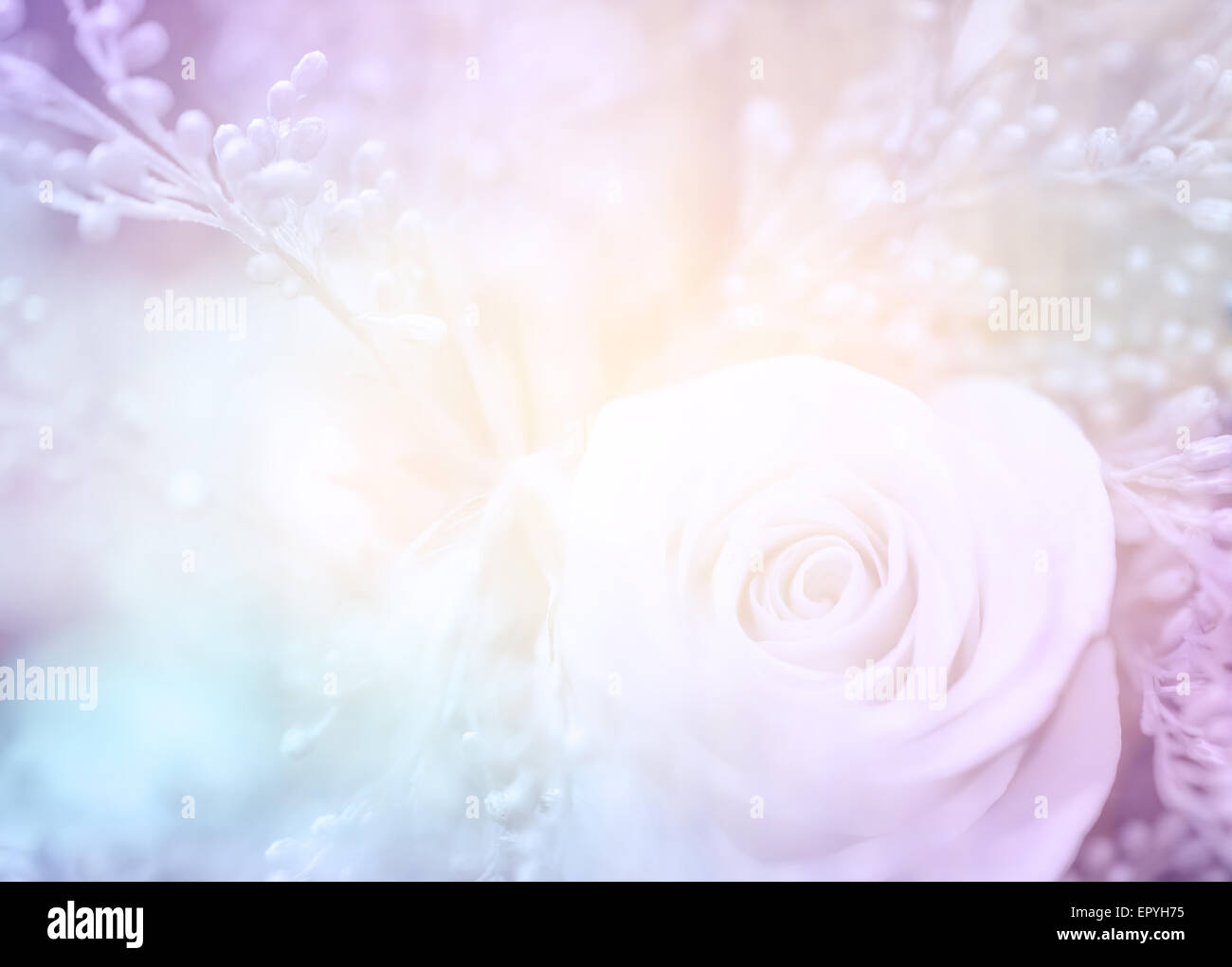 Nozze da sogno scheda, bellissima foto di dolci rose fiori in colori pastello, gara sfondo floreale, soft focus Foto Stock