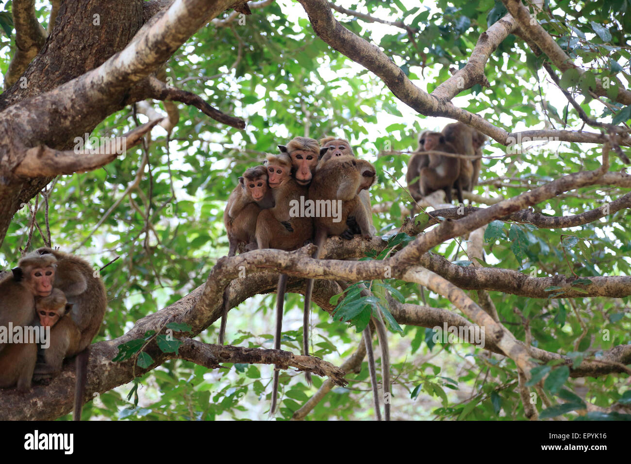 Toque macaque, Macaca sinica, scimmie, Polonnaruwa, Nord provincia centrale, Sri Lanka, Asia Foto Stock