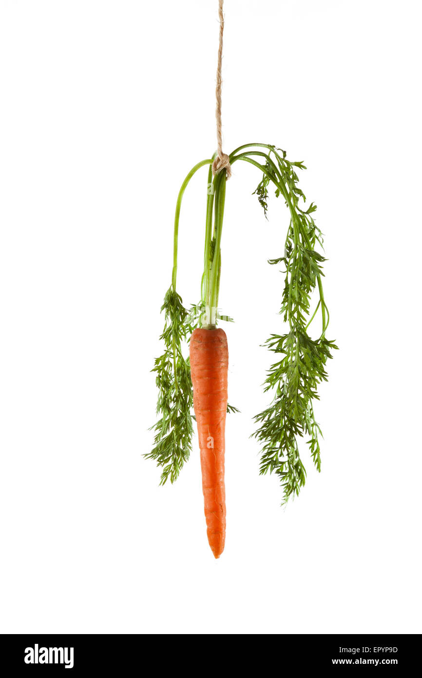 La carota appesa su una stringa su uno sfondo bianco come un concetto di motivazione Foto Stock