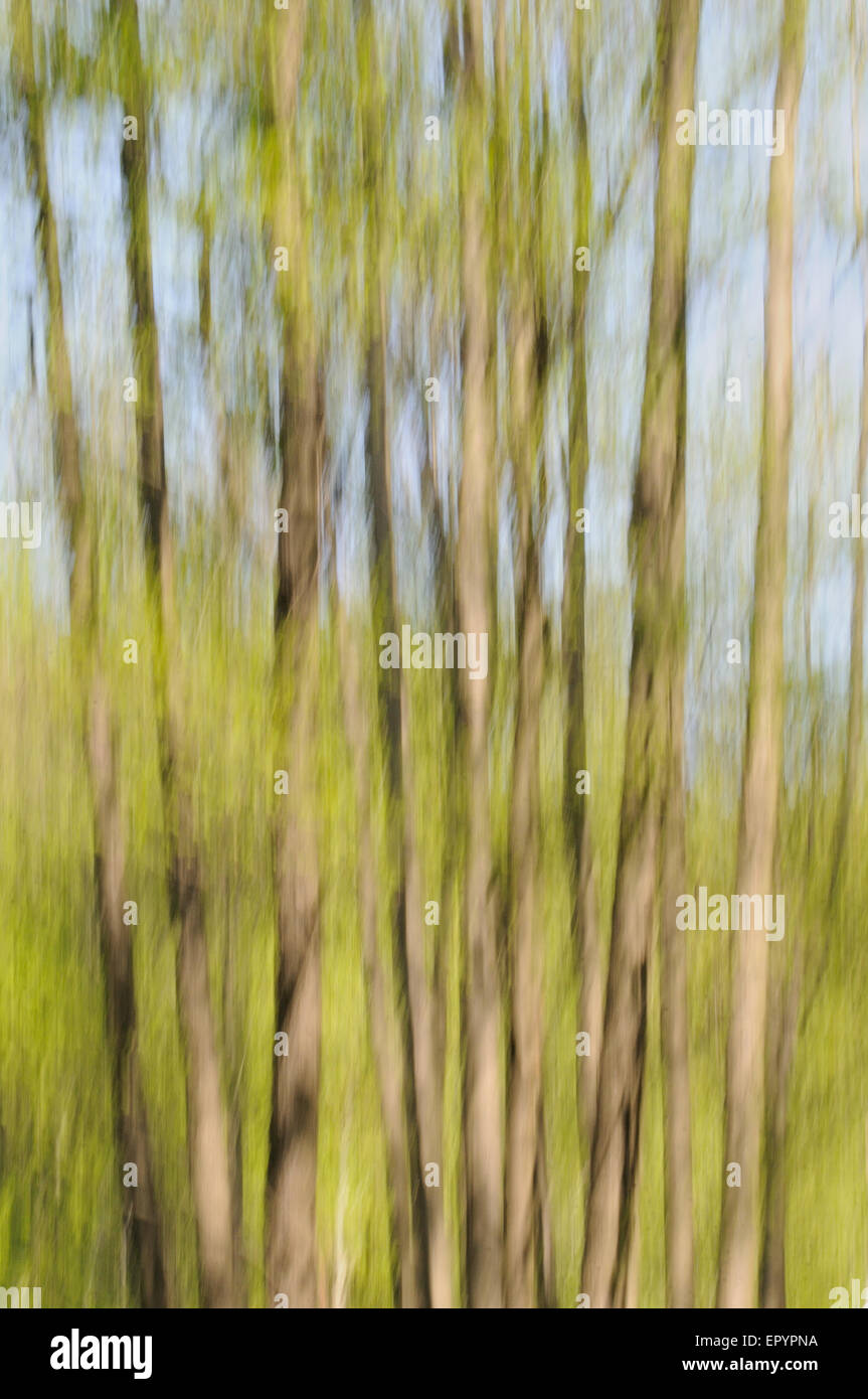 Foresta di primavera astrazione intenzionalmente con lo spostamento della telecamera Foto Stock