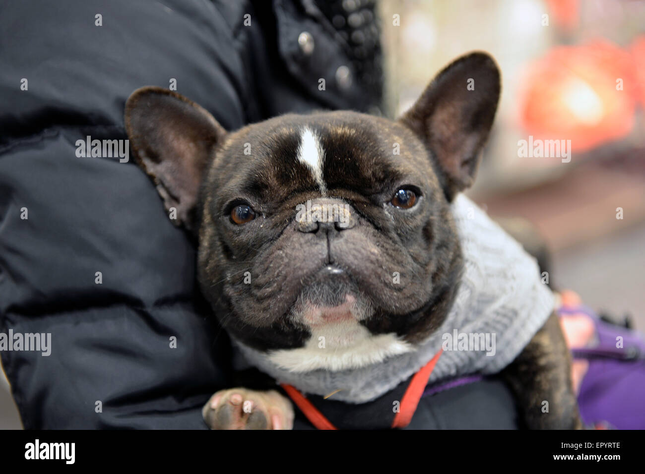 Bulldog francese ritratto Foto Stock