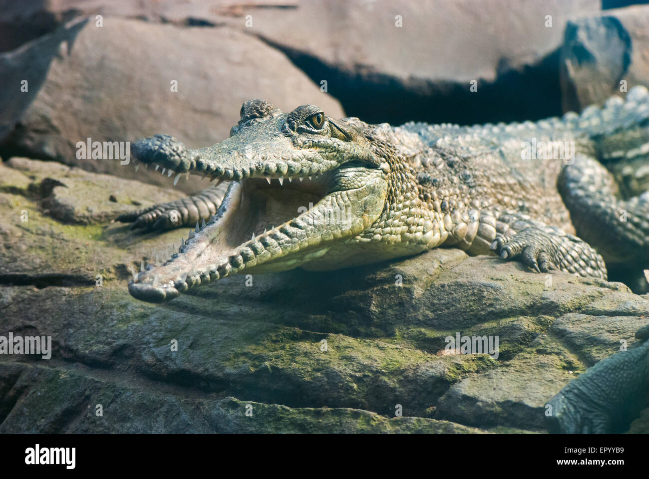 Giovani crocodile seduta sulle rocce con la bocca aperta Foto Stock