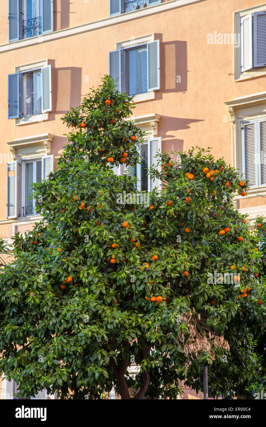 Un arancio albero da frutto per le strade di Roma, Italia Foto Stock