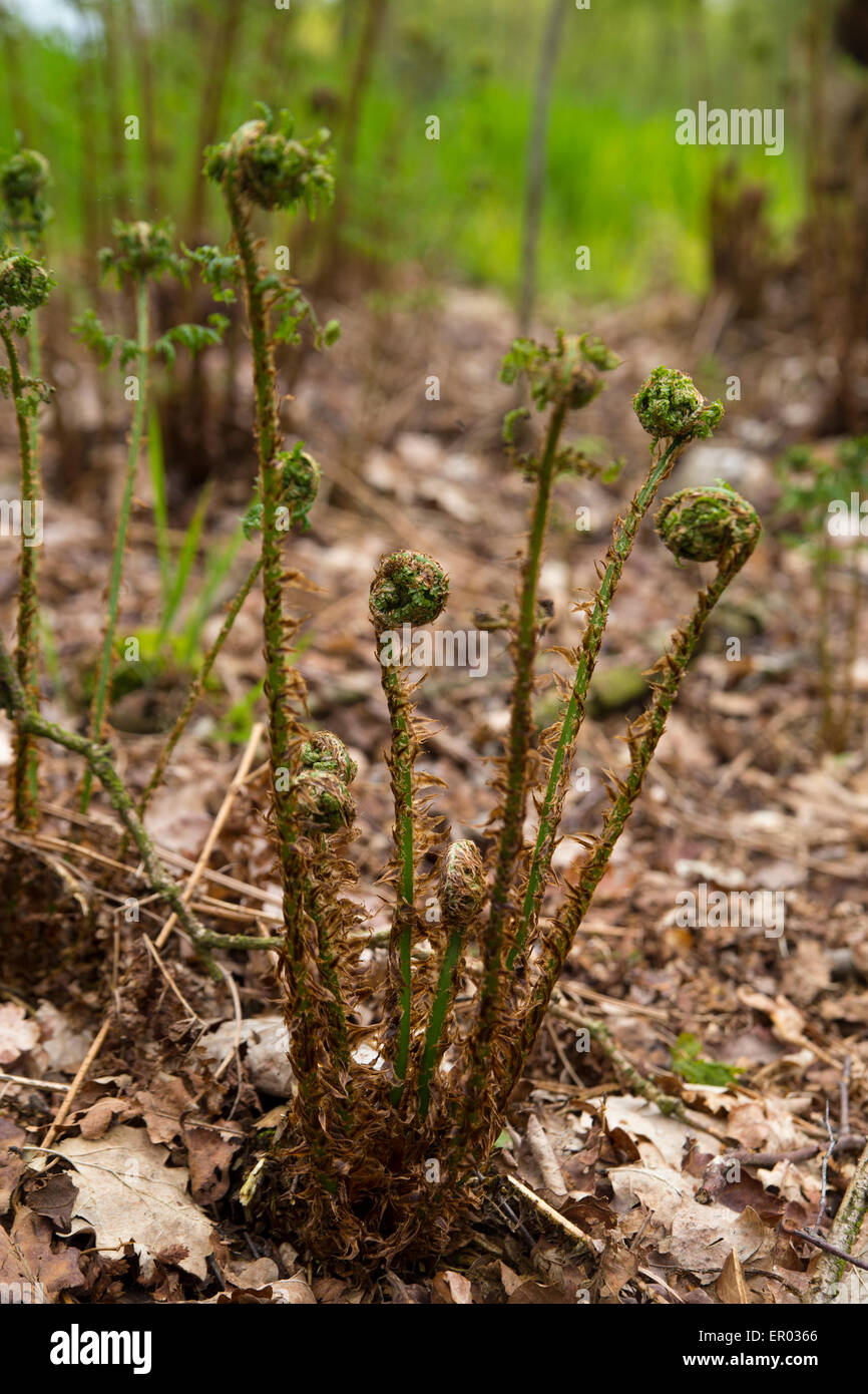 Felce emergenti con foglie di srotolamento Foto Stock