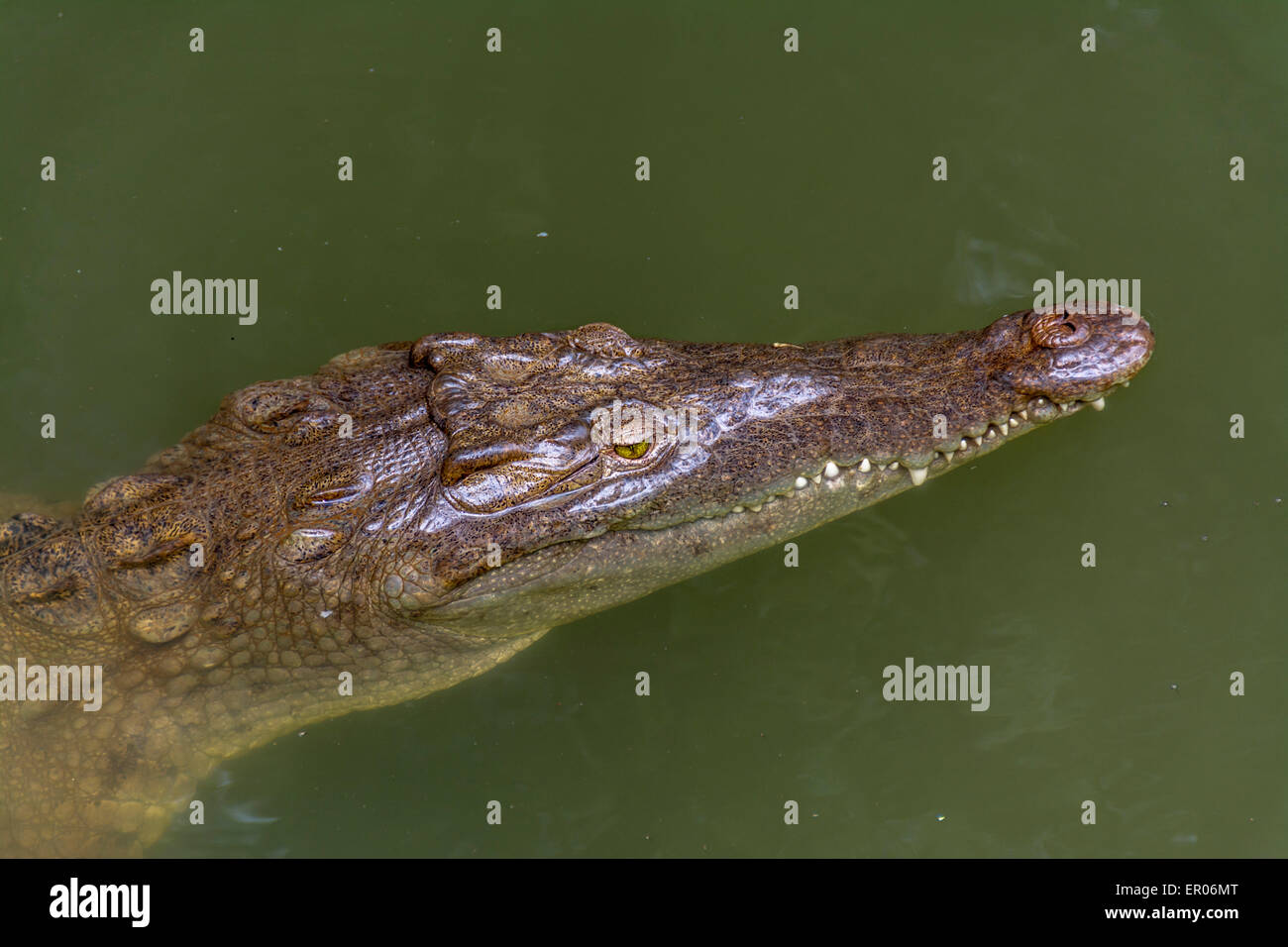 Coccodrillo americano in una laguna in Guatemala. Il nome scientifico è Crocodylus acutus Foto Stock