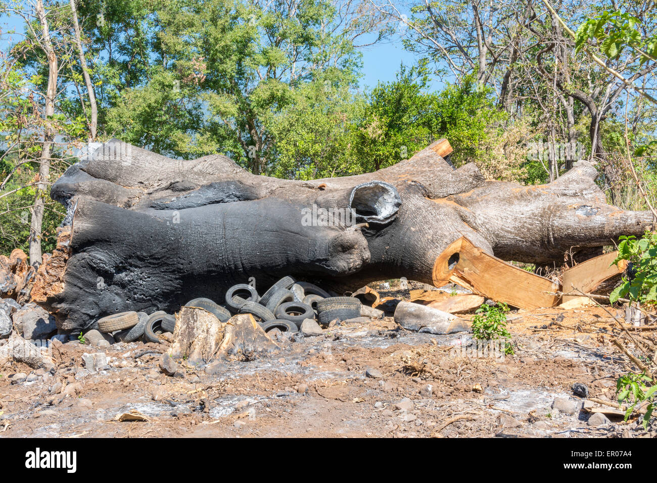 Ceiba tree tagliare verso il basso ed essendo bruciato in Guatemala Foto Stock