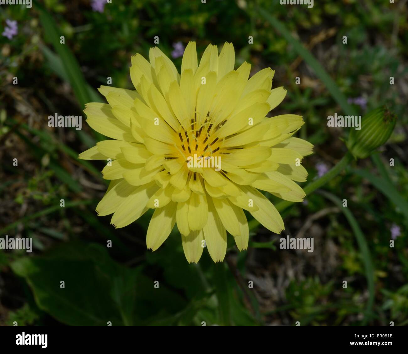 Dente di Leone Texas Foto Stock